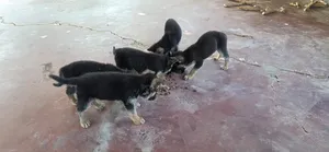 1-3 months Male Purebred German Shepherd
