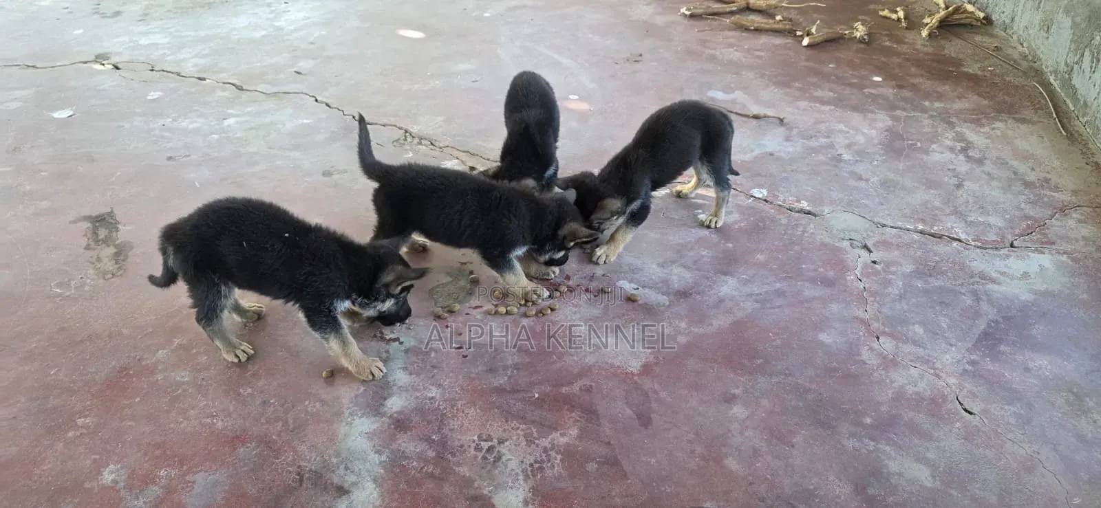 1-3 months Female Purebred German Shepherd