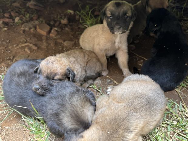 0-1 month Male Mixed Breed German Shepherd - main view