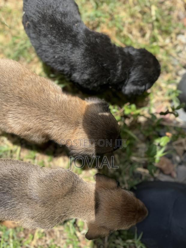 0-1 month Male Mixed Breed German Shepherd - thumbnail 3
