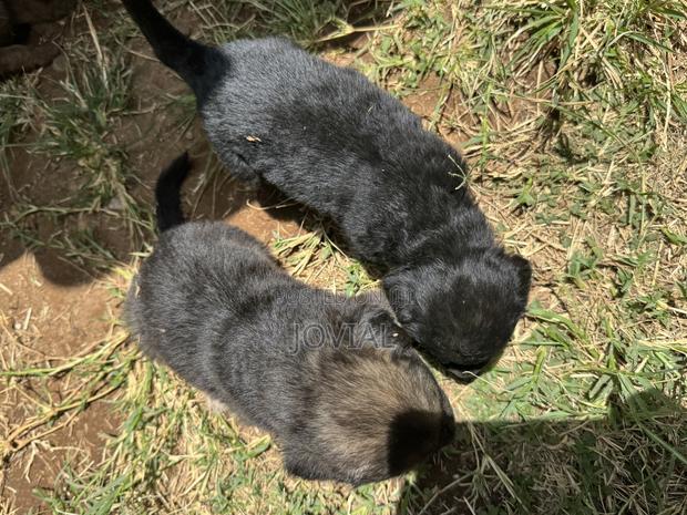 0-1 month Male Mixed Breed German Shepherd - thumbnail 4