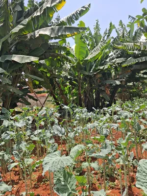 Thome 100x200 Ready Title Quick Sale 26 Millions