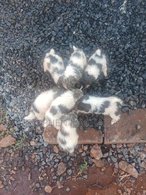 1-3 months Male Purebred Maltese - thumbnail 2