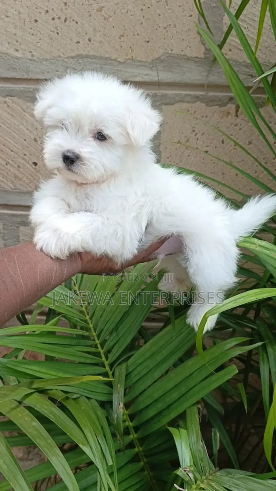 1-3 months Male Purebred Havanese