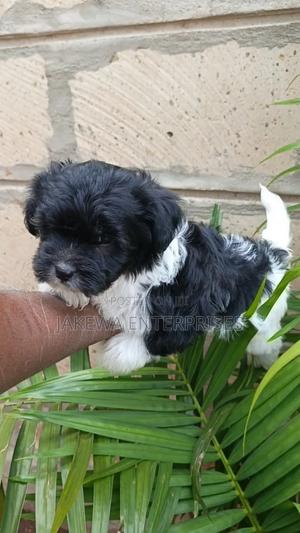 1-3 months Female Purebred Havanese - main view