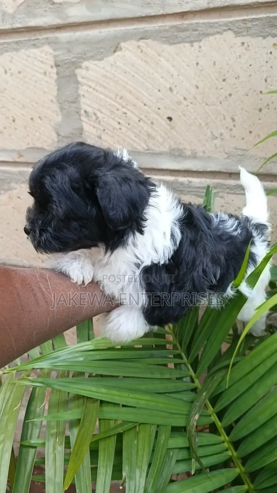 1-3 months Female Purebred Havanese