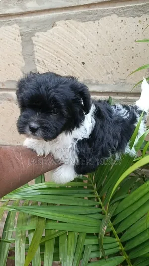 1-3 months Female Purebred Havanese