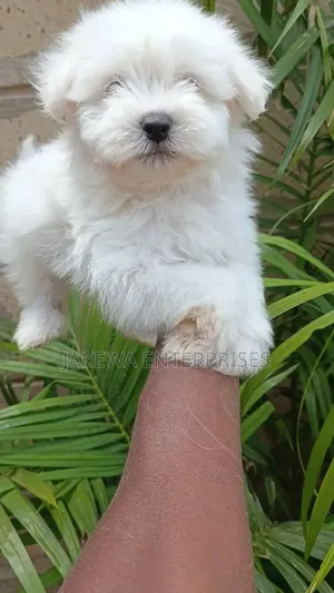 1-3 months Male Purebred Havanese