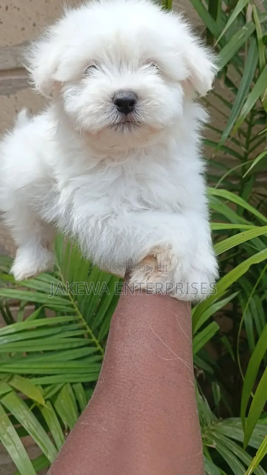 1-3 months Male Purebred Havanese