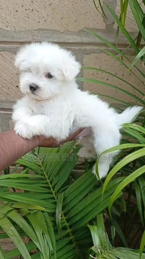 1-3 months Male Purebred Havanese