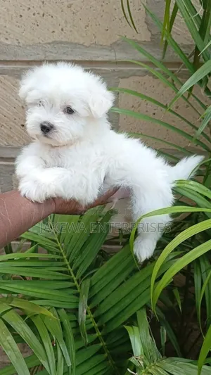 1-3 months Male Purebred Havanese