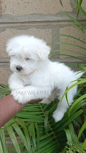 1-3 months Male Purebred Havanese