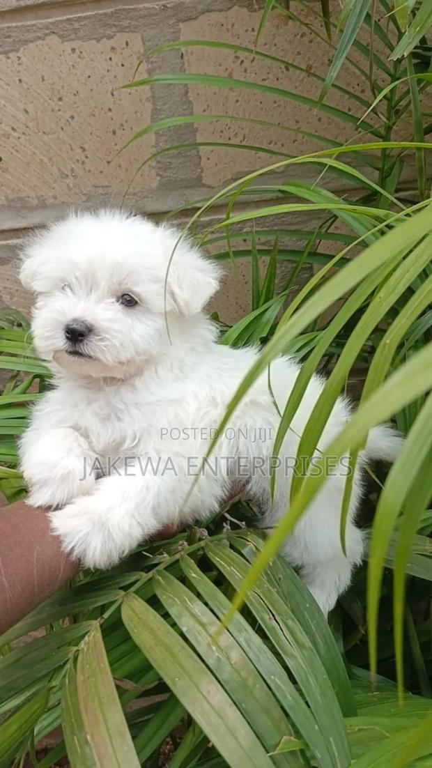 1-3 months Male Purebred Havanese - thumbnail 4