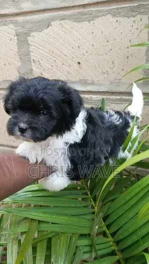 1-3 months Male Purebred Havanese