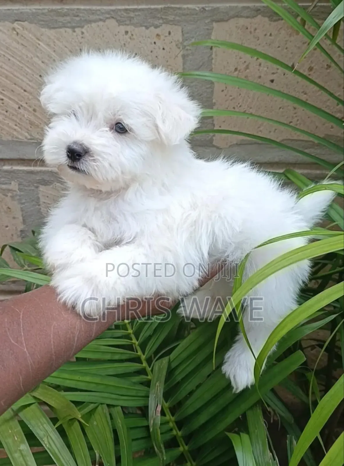 1-3 months Male Purebred Havanese