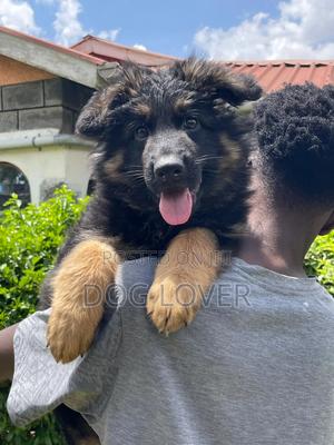 1-3 months Male Purebred German Shepherd - main view