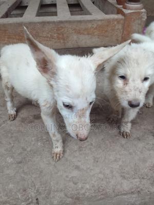 1-3 months Male Mixed Breed German Shepherd - thumbnail 2