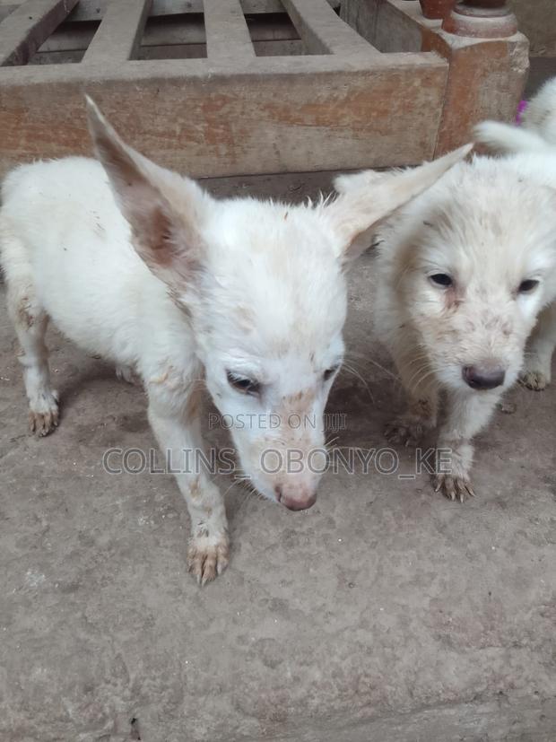 1-3 months Male Mixed Breed German Shepherd - main view