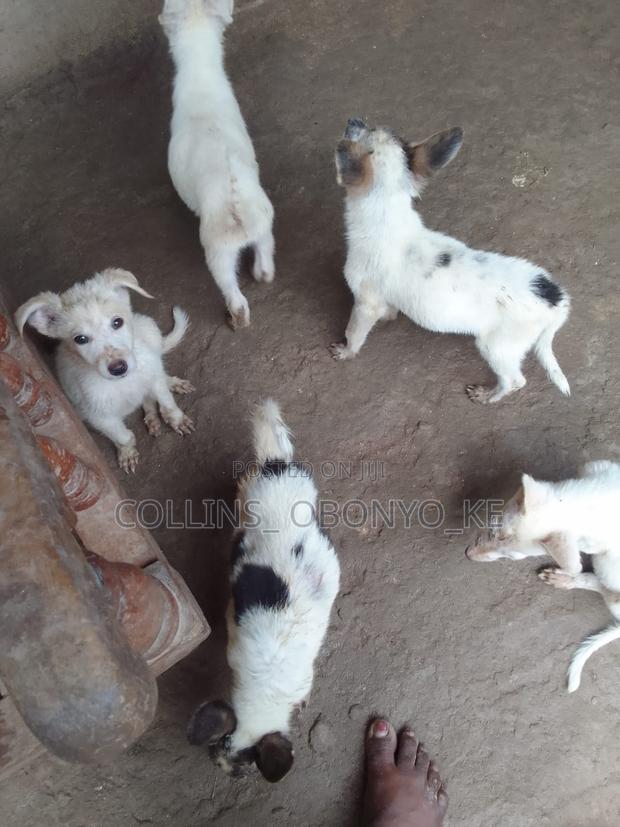 1-3 months Male Mixed Breed German Shepherd - thumbnail 3