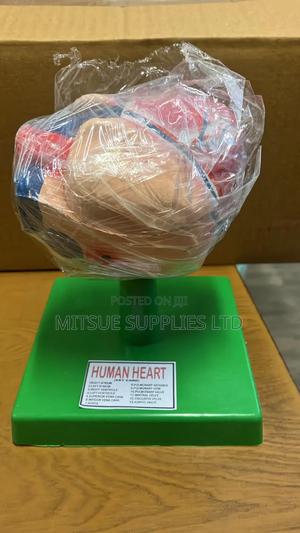 Model Heart On Stand 5.5" For Education - main view