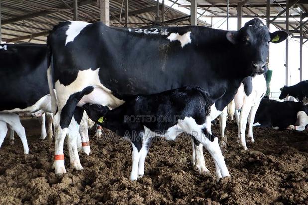 Heifer Cow ,Fresian, - main view