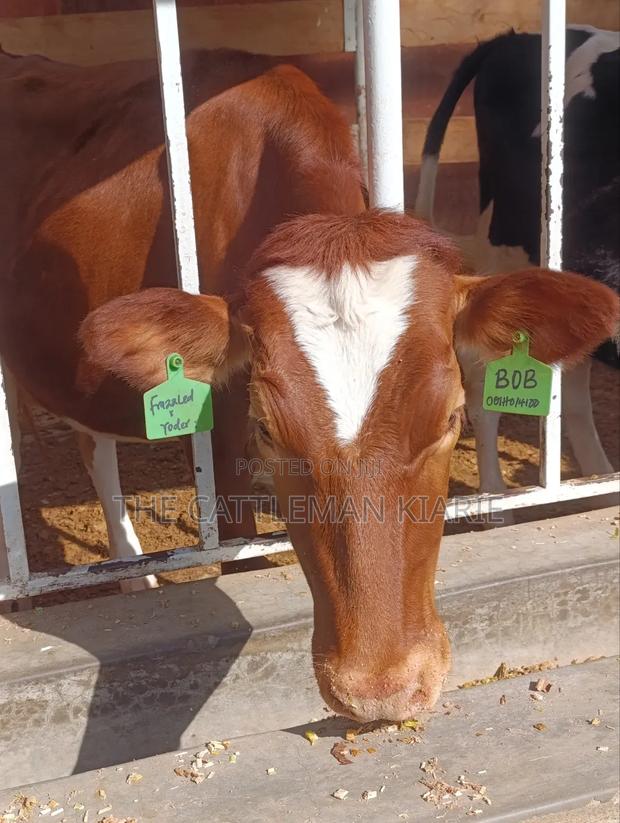 Ayrshire Heifer - main view