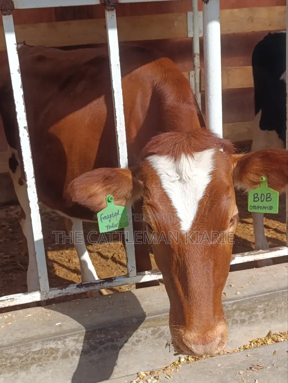 Ayrshire Heifer