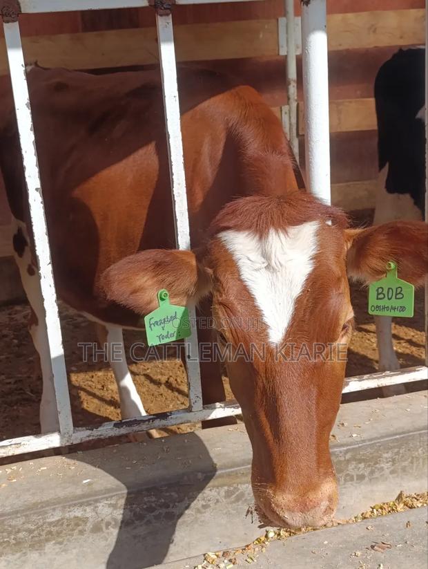 Ayrshire Heifer - thumbnail 3