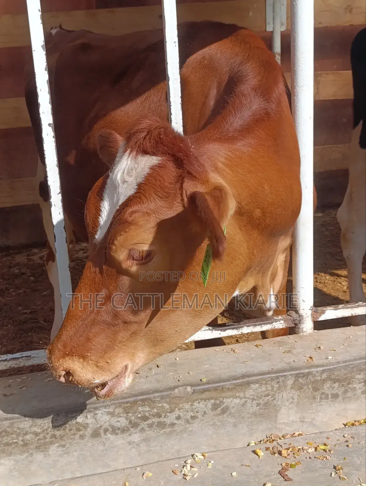 Ayrshire Heifer