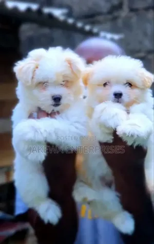 1-3 months Male Purebred Havanese