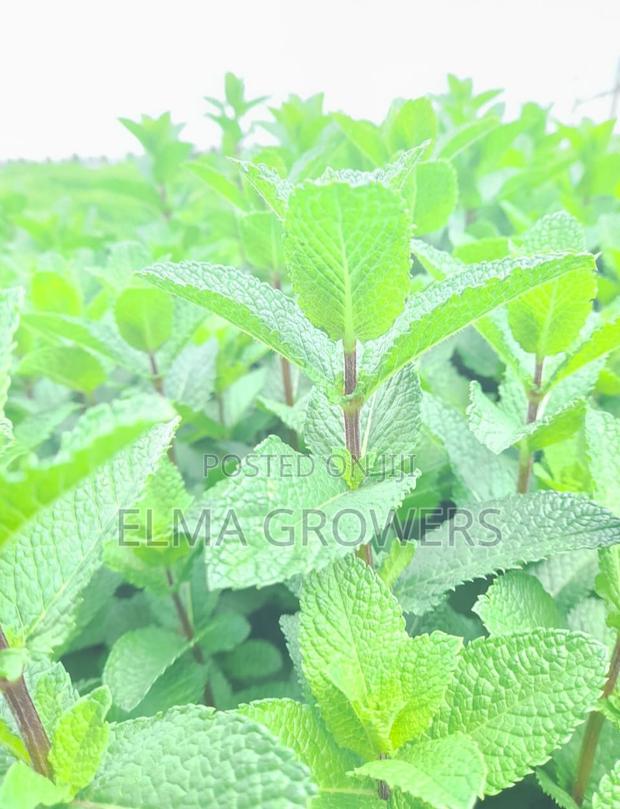 Elma Growers - main view