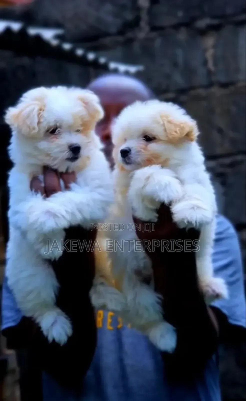 1-3 months Male Purebred Havanese