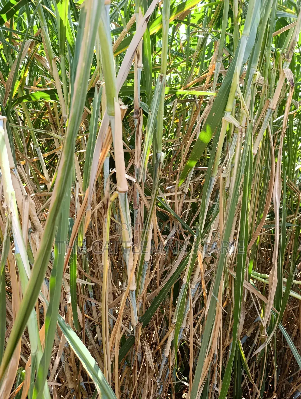 Super Napier/ Pang Chong Napier Grass