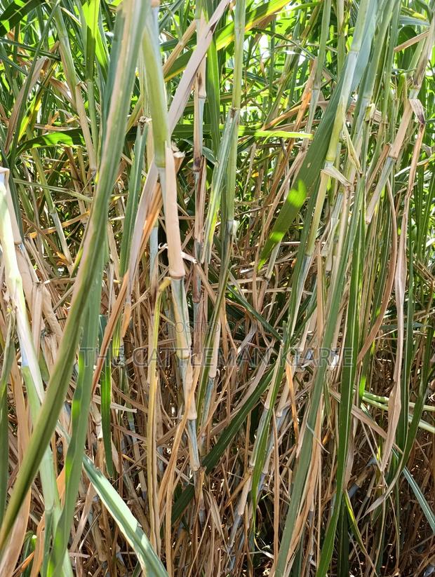 Super Napier/ Pang Chong Napier Grass