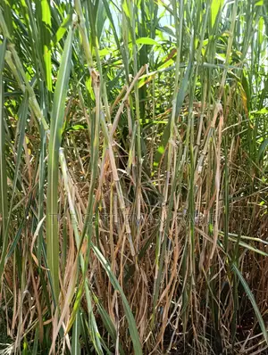 Super Napier/ Pang Chong Napier Grass