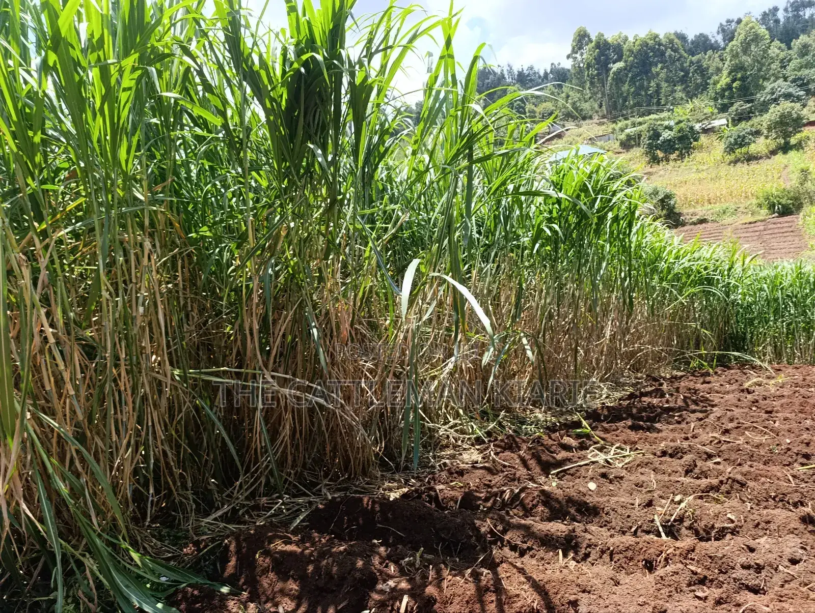 Super Napier/ Pang Chong Napier Grass
