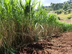 Super Napier/ Pang Chong Napier Grass