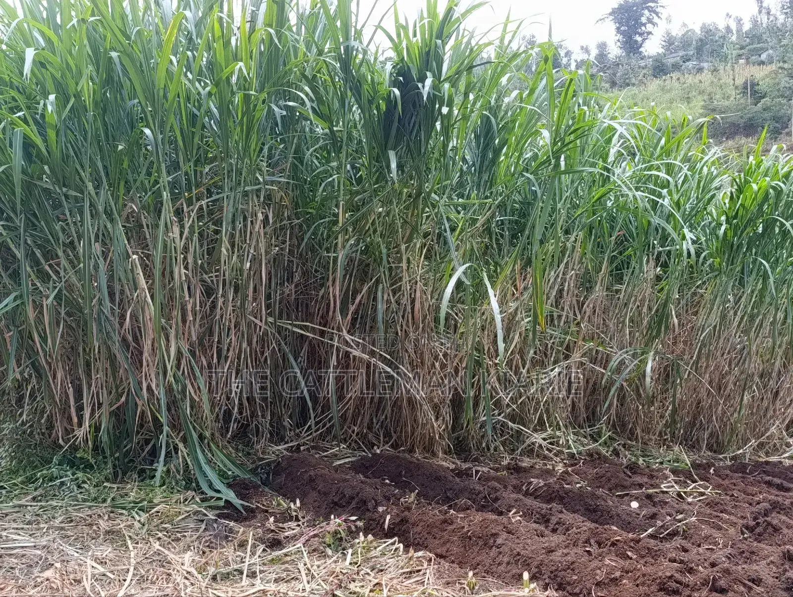 Super Napier/ Pang Chong Napier Grass