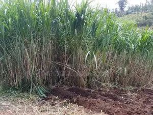 Super Napier/ Pang Chong Napier Grass