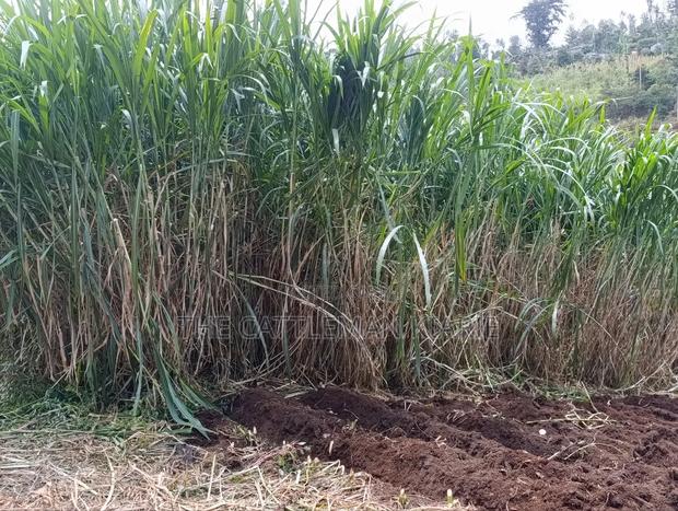 Super Napier/ Pang Chong Napier Grass - thumbnail 5