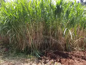 Super Napier/ Pang Chong Napier Grass
