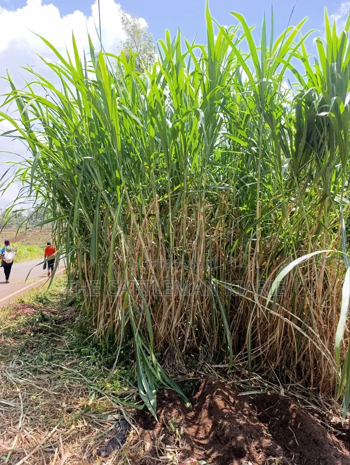 Super Napier/ Pang Chong Napier Grass