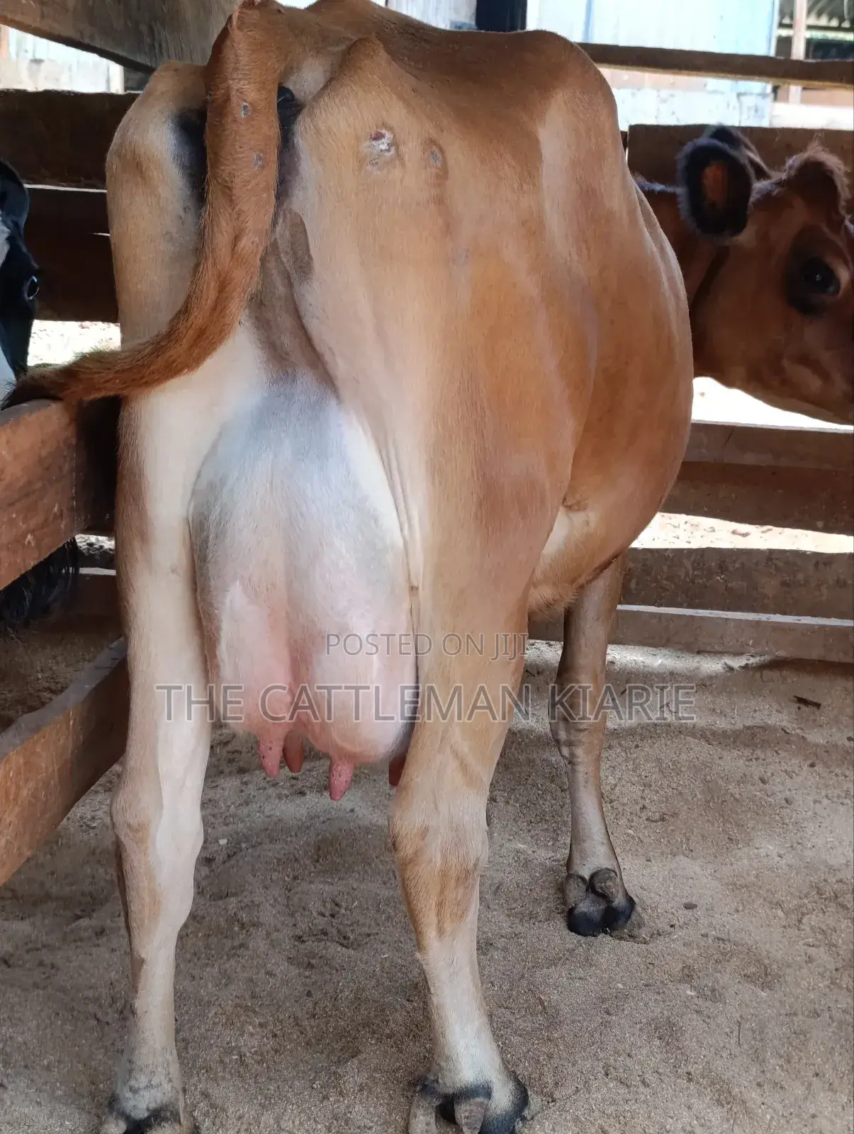 Jersey Cow for Sale