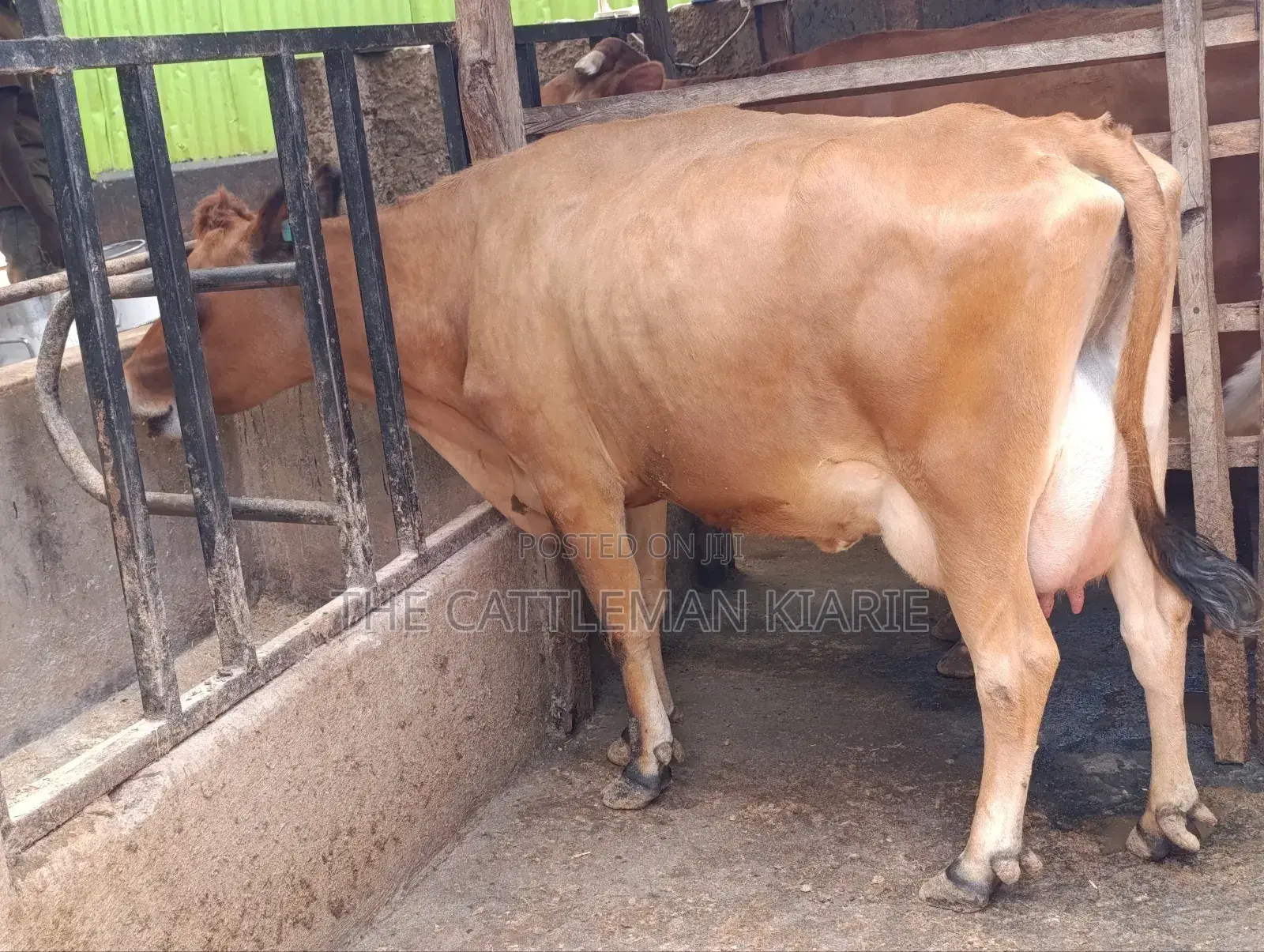Jersey Cow for Sale