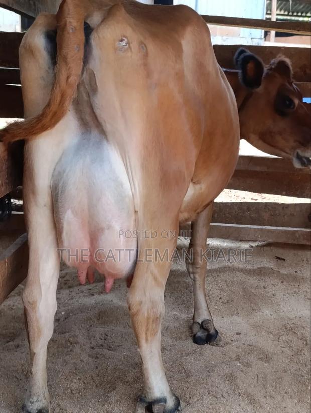 Jersey Cow for Sale - thumbnail 4