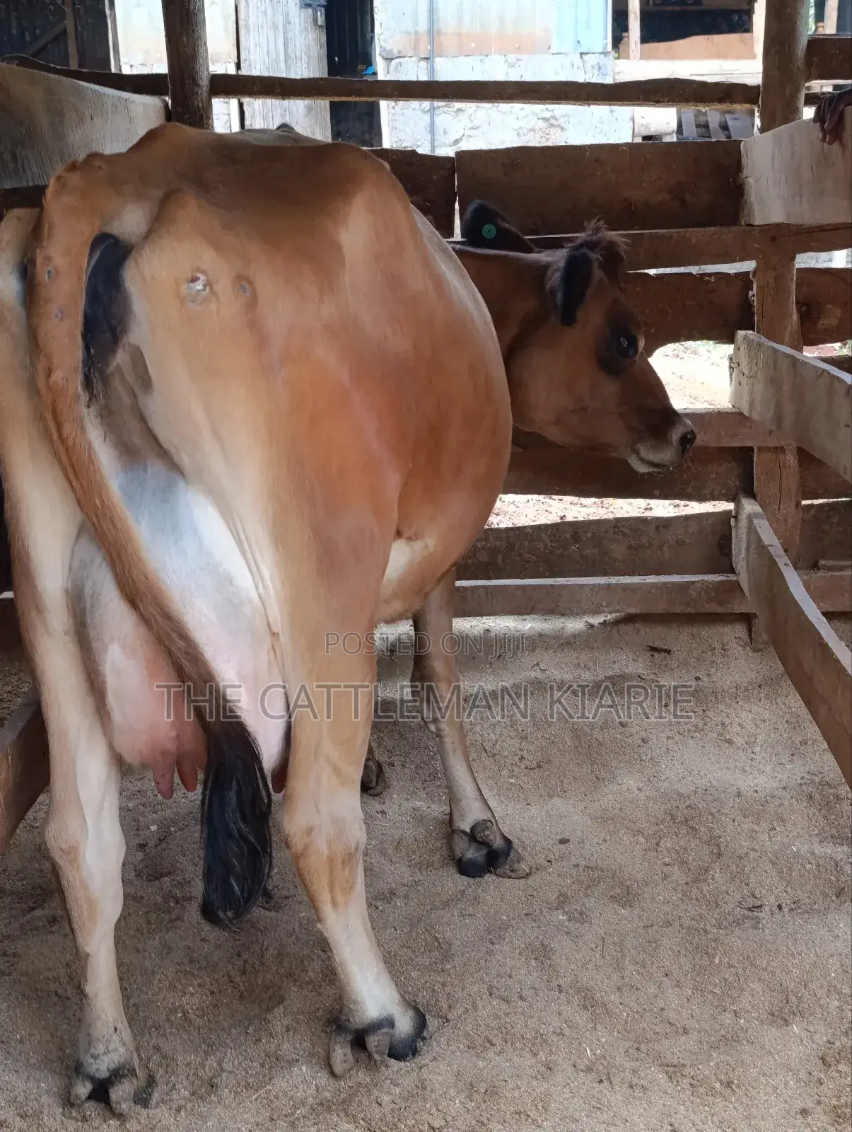 Jersey Cow for Sale