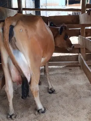 Jersey Cow for Sale