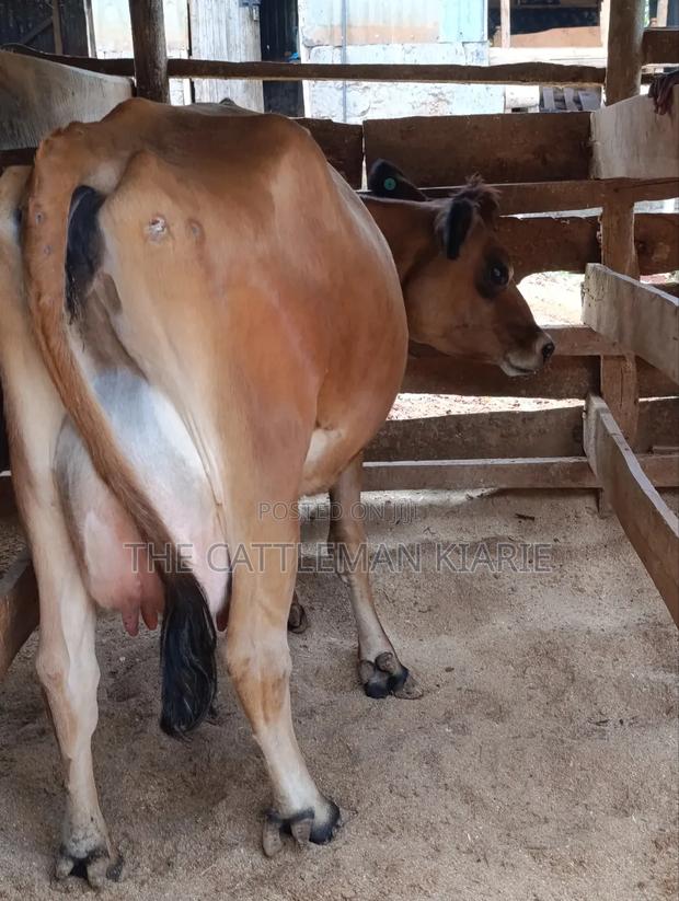 Jersey Cow for Sale - thumbnail 5