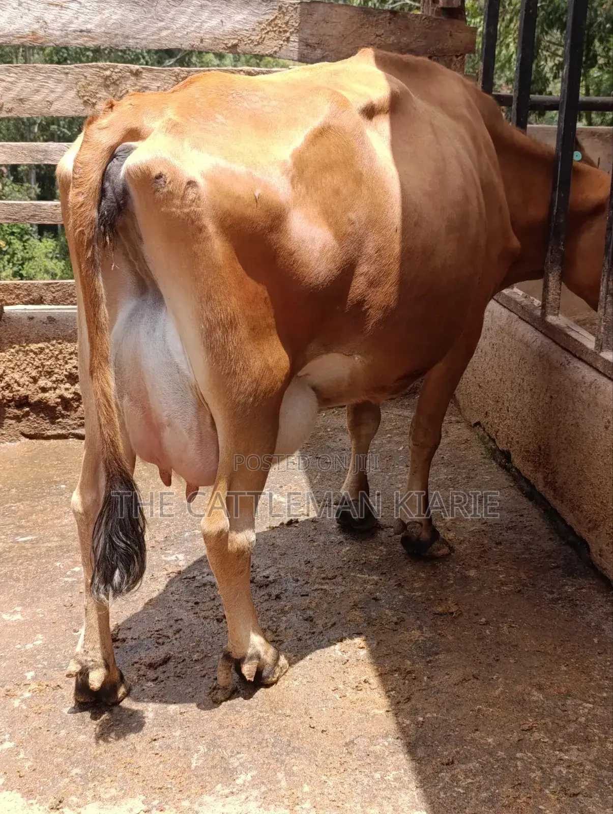 Jersey Cow for Sale