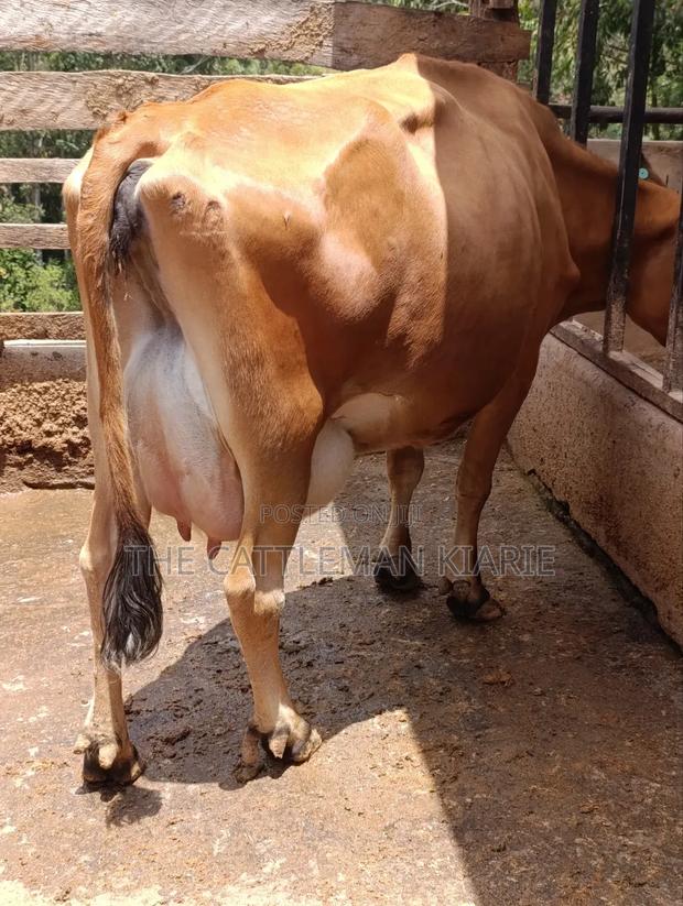 Jersey Cow for Sale - thumbnail 6